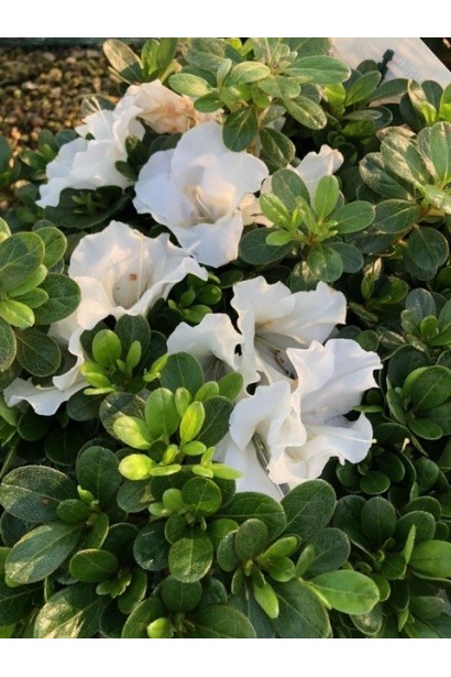 Азалія Пур Уайт квітка